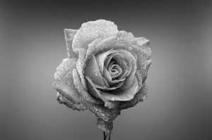 Florcalidad
